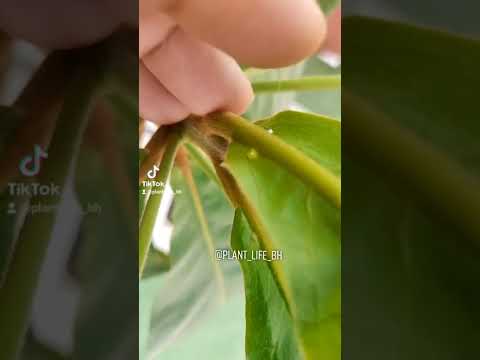لوز بحريني اسكندراني بيذام لوز حساوي
