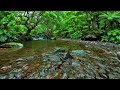 Gentle River Water Sounds, Soft Birds Chirping, Calming Forest Ambience