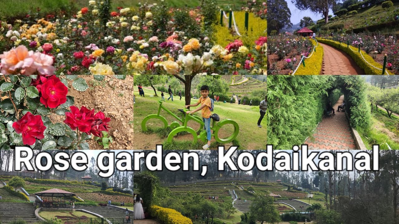 ROSE GARDEN , KODAIKANAL Beautiful tour of roses and other plants with