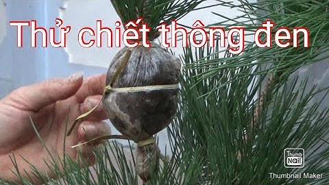 Chiết cành thông đen thử nghiệm - 2 cách