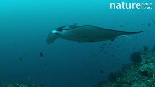 Giant oceanic manta ray at a cleaning station. Small fish swarm the underside of the ray, Maldives