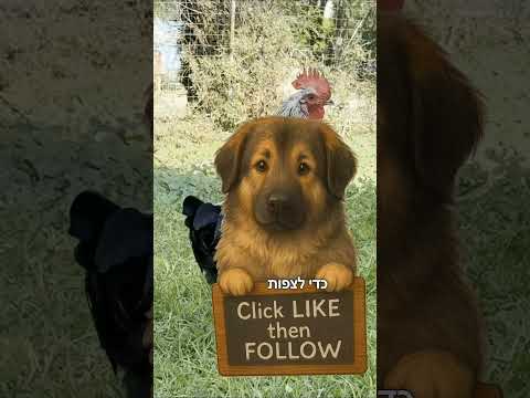 מכין את לול התרנגולות לחורף #תרנגולות #תרנגול #אפרוחים