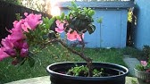 Trim Bougainvillea For Shape