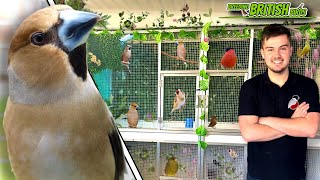 The Breeding Season BEGINS! | Breeding British Birds Ep1:S4