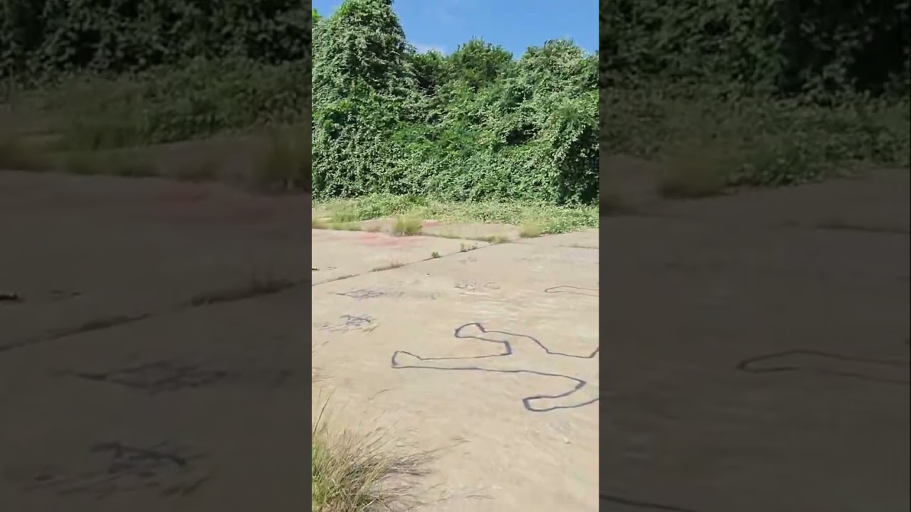 Rocket-Spotting & Neighborhood Life: Unexpected Finds in the Wild!