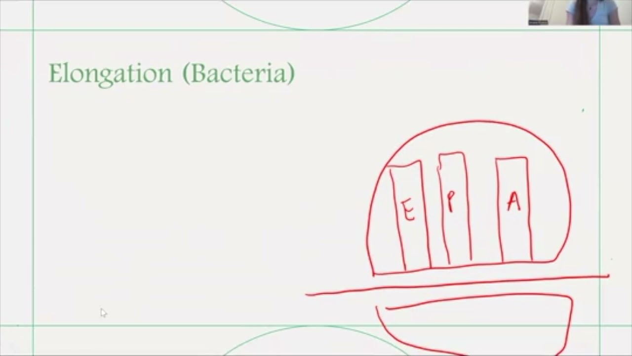 Tricky Topics: tRNA charging, Initiation, elongation Bacteria