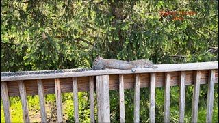 Splooty Snacks And A Noisy Chipmunk
