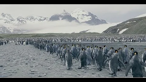 Penguins in South Georgia | David Yarrow Photography