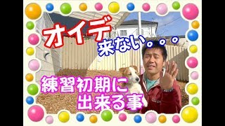 犬に おいで と呼んでも来ない心理とは わんちゃんホンポ 犬に おいで と呼んでも来ない心理とは わんちゃんホンポ