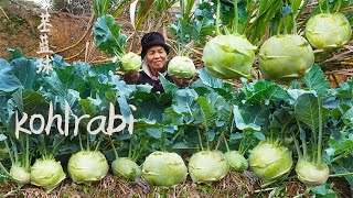 Grandma shows 3 ways to make kohlrabi｜鄉村傳統小鹹菜，1種苤藍3種吃法，每一口都是嘎嗆脆｜Chinese Food 广西 美食｜ 玉林阿婆