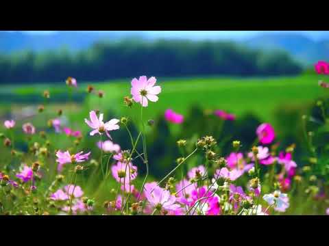 Nino Katamadze ნინო ქათამაძე იები