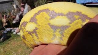 MOCHINO TIGER PLATINUM RETICULATED PYTHON
