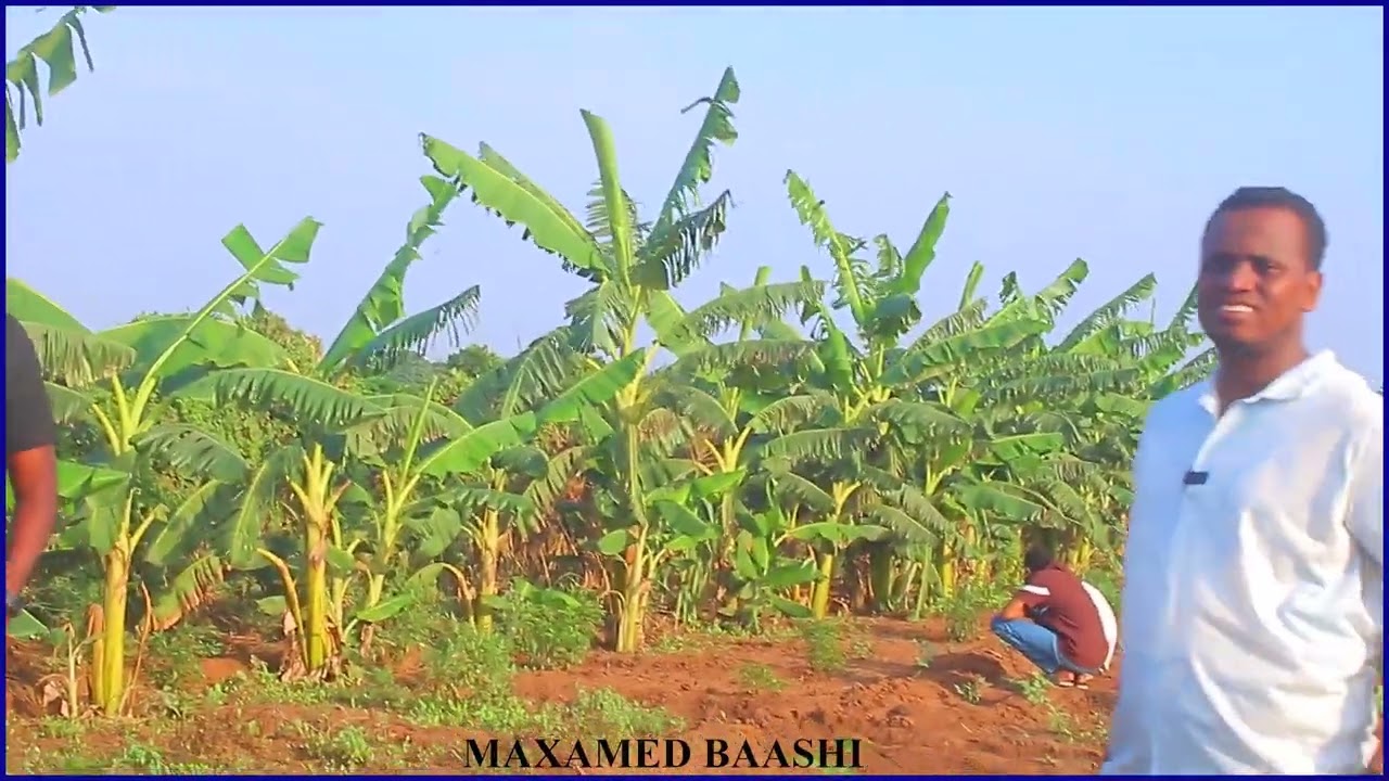 Kaalay aan Afgooye ku kula baree