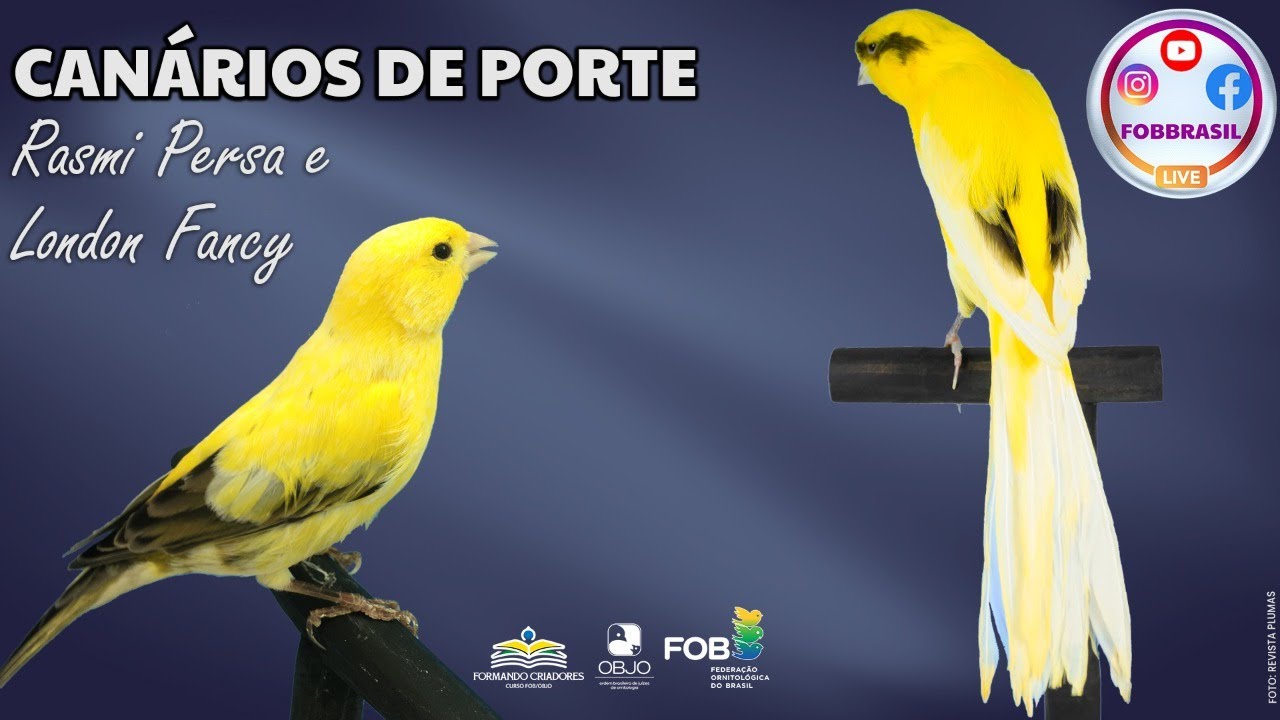 CANÁRIO DE PORTE - Rasmi Persa e London Fancy - YouTube