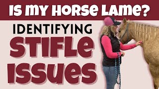 How to identify equine stifle issues