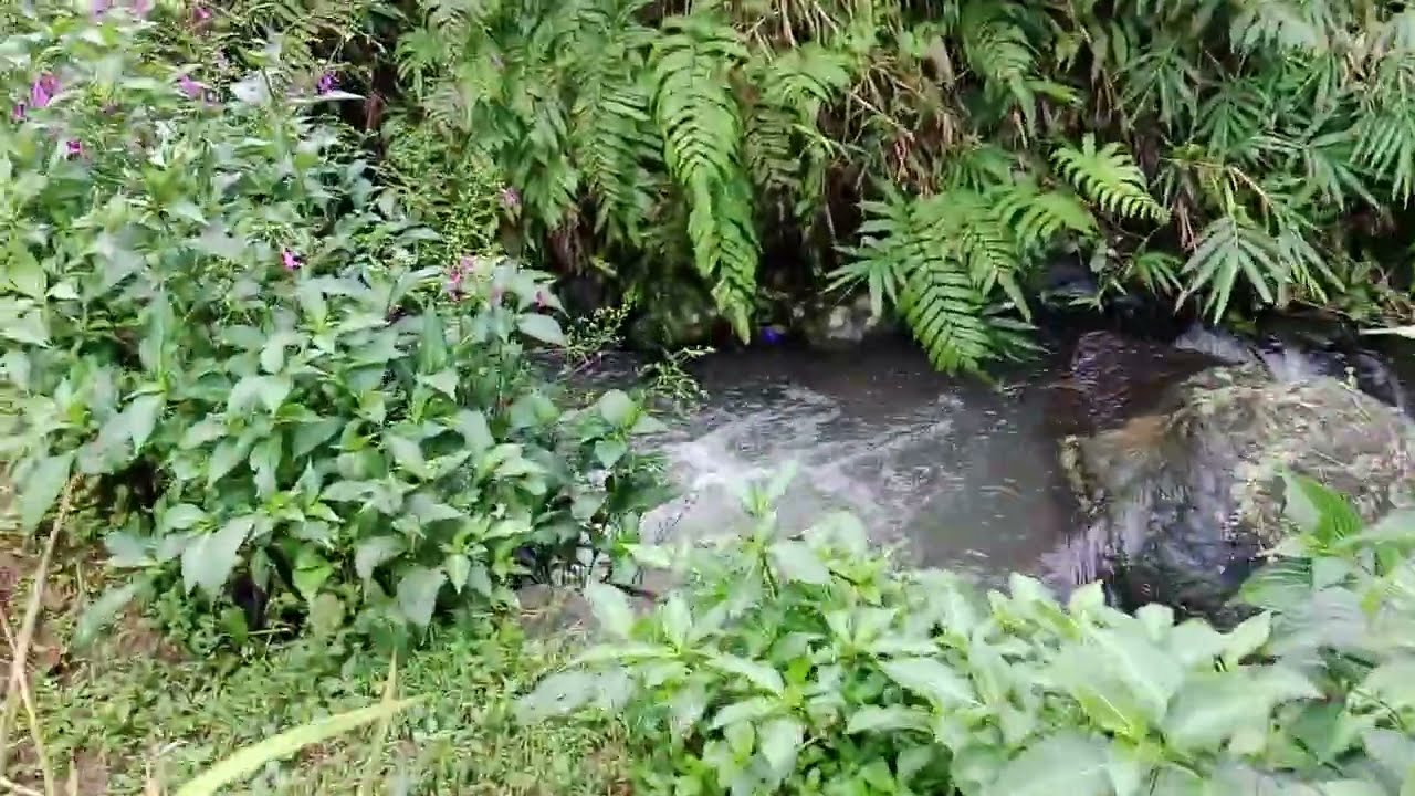 Berjalan di pematang sawah