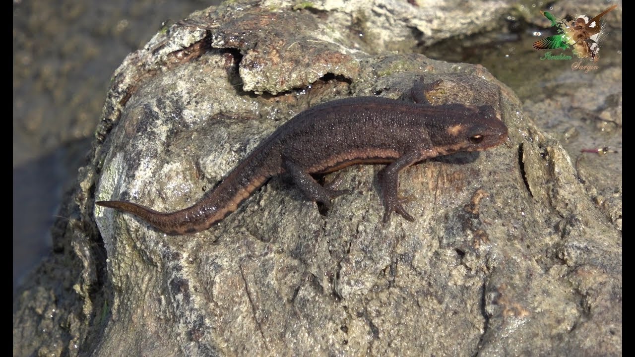 Amerika kino yulduzlari porno videolar Arman porno film