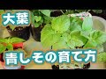 【家庭菜園】青しそ（大葉）の育て方