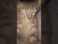 hallo guysss #cat #fypシ