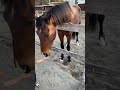 子供にも人気のダイヤ
