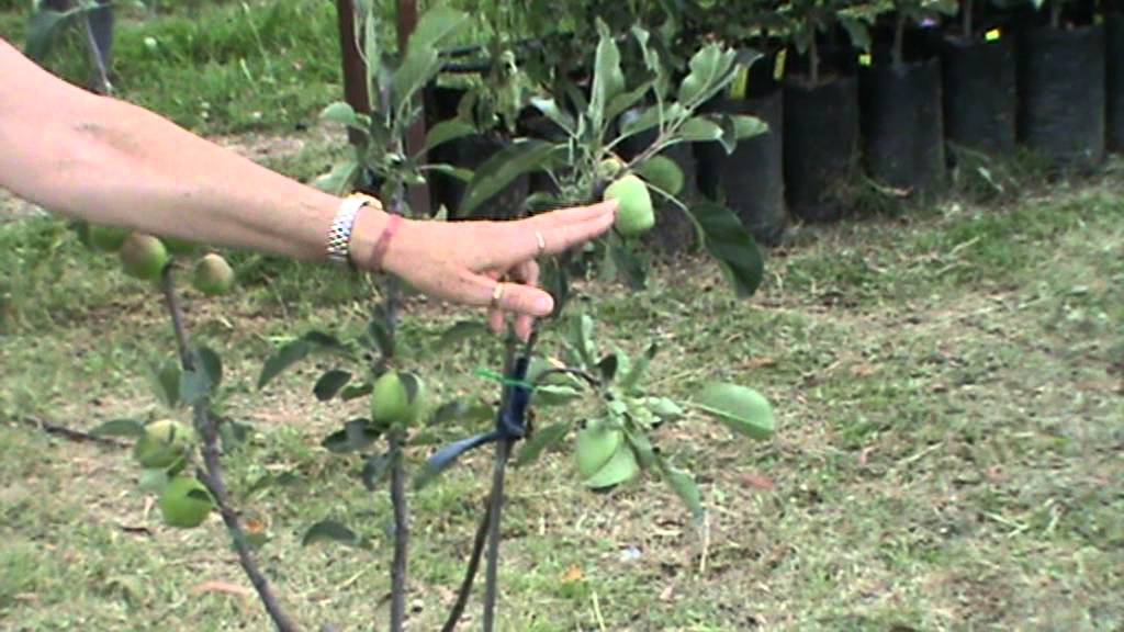 Apple Fruit Salad Trees