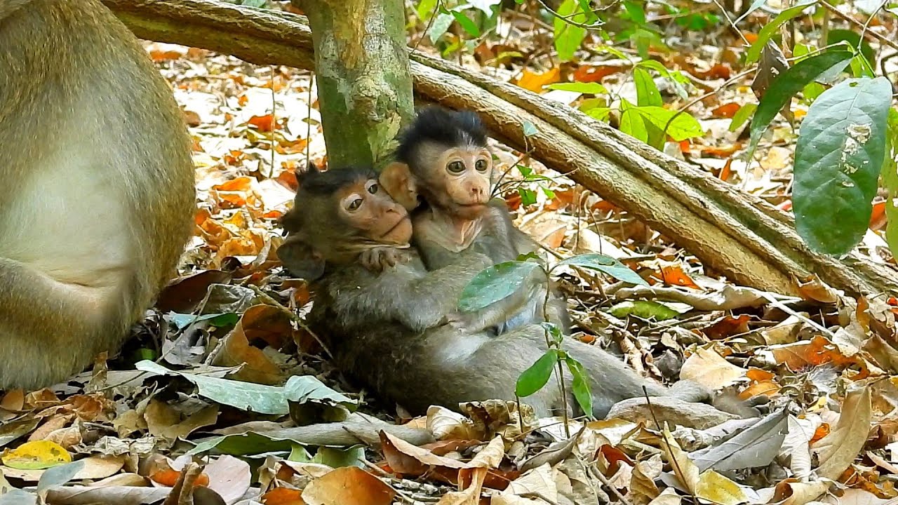Wow so happy ! Monkey sibling play together really sweet. - YouTube