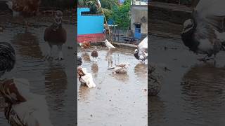 পায়রা কবুতর চান করছে বৃষ্টির জলে । পায়রা pigeonlover pigeon pigeons কবুতর kabootar