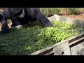 Early Harvest