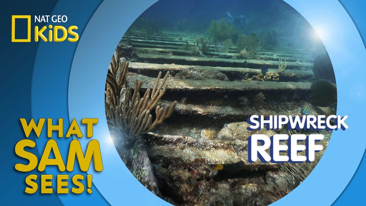 ⁣Shipwreck Reef | What Sam Sees
