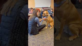 Students Enjoy Pet Therapy Hour With Labradorden Retriever, Taffy
