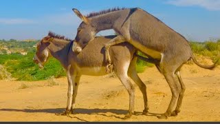 Donkey Excited In My