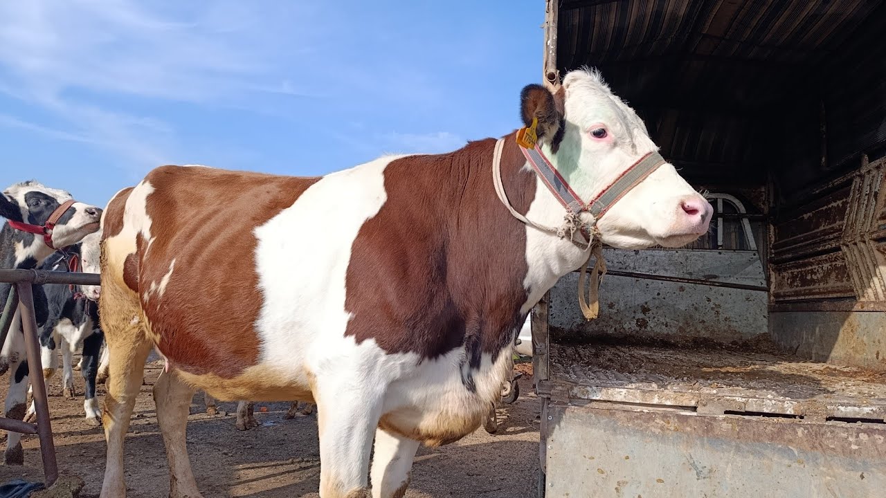 سوق الابقار في معارة مصرين بتاريخ 2026/2/5 لتواصل 0968337737