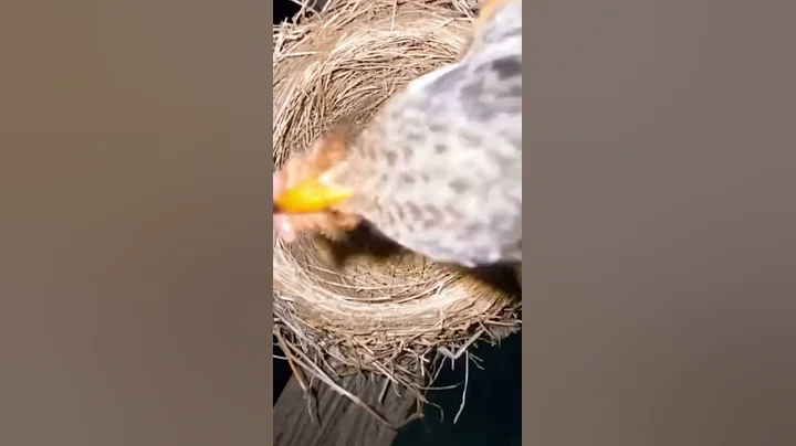 April Robins Diarrhea