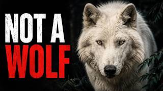 We Were Completely Wrong About Dire Wolves