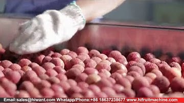 Lychee Peeler Pit Removing Machine Litch Juice Processing Line Litch Wine Processing Equipment