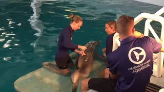 Dolphin Tale - Clearwater Marine Aquarium Florida. Winter The Dolphin Giving Blood