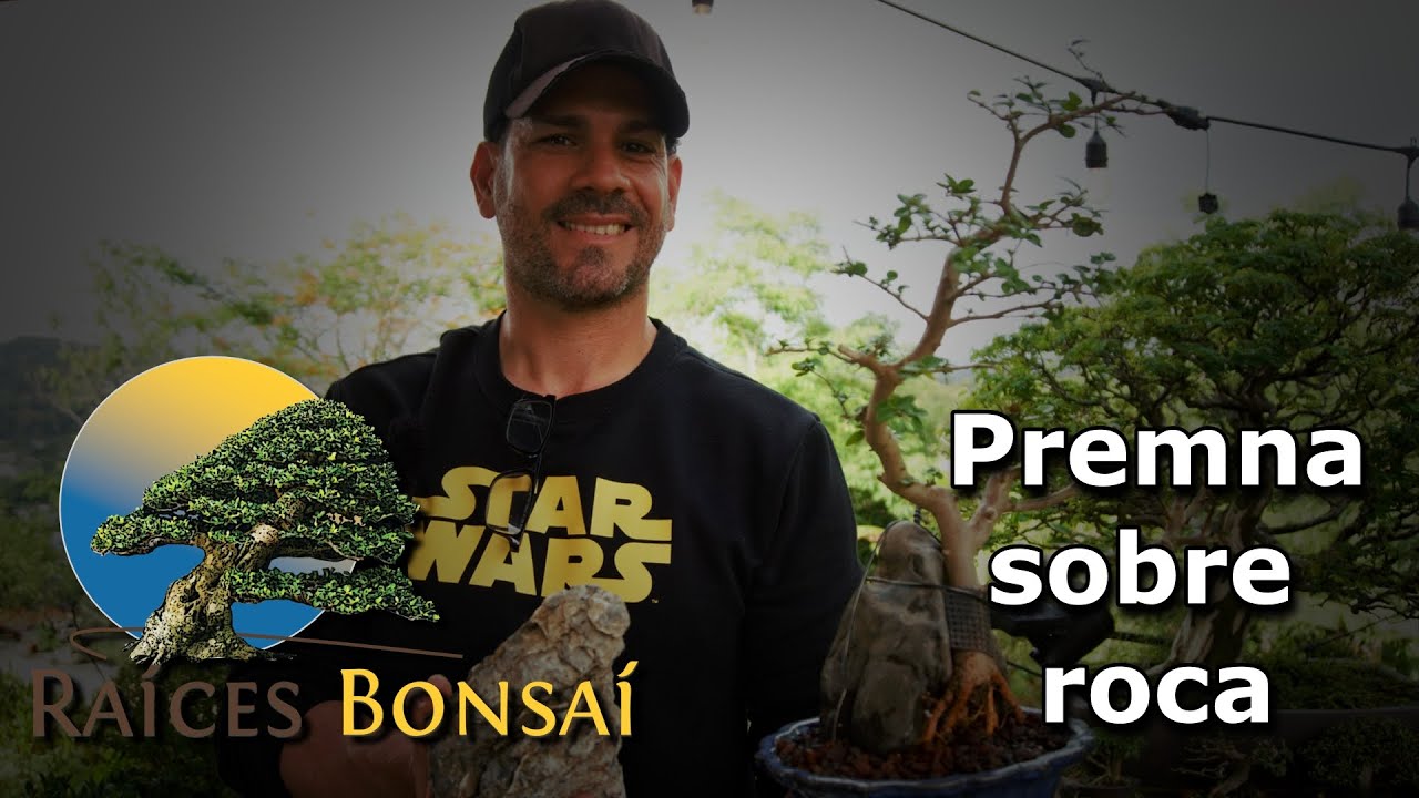 Premna sobre roca | Desde el Jardín | Proyectos 2025 | Raíces Bonsái