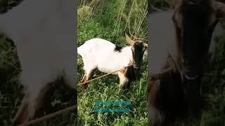 Smart Animal Goat(kambing)lMitch Tubale vlogs