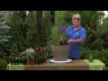 How To Create A Summer Perennial Container How To Create A Summer Perennial Container