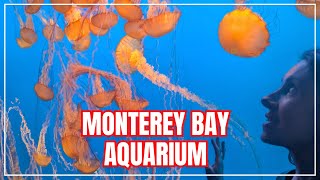 Monterey Bay Aquarium Will Blow Your Mind! California Travel Adventure! 🌊🐠🐟
