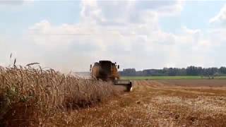 Русское поле.    Russian field