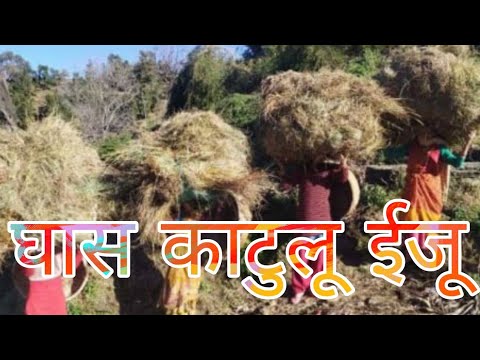 Ghaas katulu izu  uttarakhand  kumauni  villagelife  trending  Fakira chand chiniyal  hema dhyani