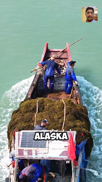 Extract Seaweed From the Ocean #shorts