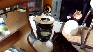 Mieze Und Das Futterlabyrinth