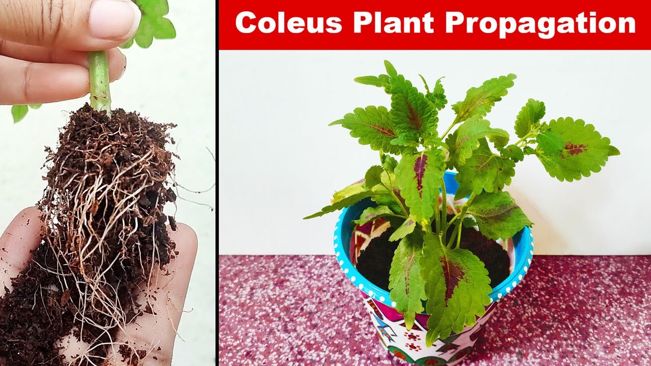  Coleus Plant Propagation from Cuttings 