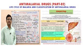 Antimalarial Drug (Part-02)= Life Cycle of Malaria | Classification of Antimalarial Drugs screenshot 5