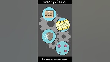 Diversity of Lipids - Amoeba Sisters #Shorts