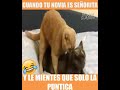 gatos chistosos