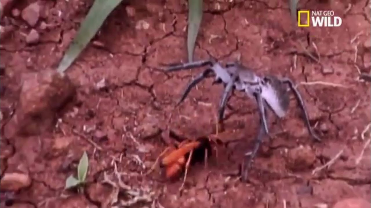 Les Pompiles Les Guepes Chasseuses De Mygales Youtube