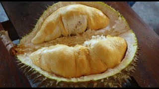 Balik Pulau, Penang : The Durian Lovers Paradise
